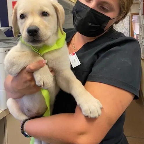 Woman holding lab puppy